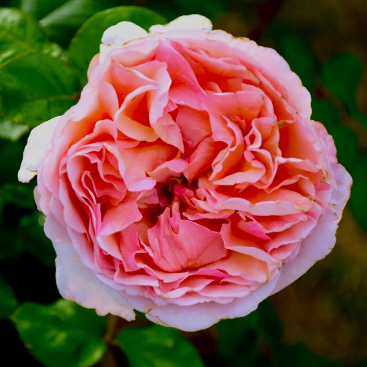 Vibrant Blooming Pink Rose - chrismercerimages - Photography, Flowers ...