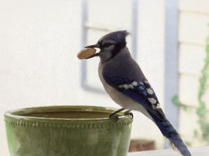 Blue Jay on a Crisp Morning - Purple Lily Art - Drawings & Illustration,  Animals, Birds, & Fish, Birds, Bluejays - ArtPal