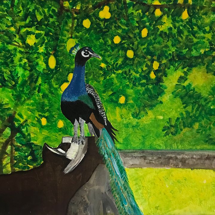 Peacock in Lemon Tree - SterlingRose