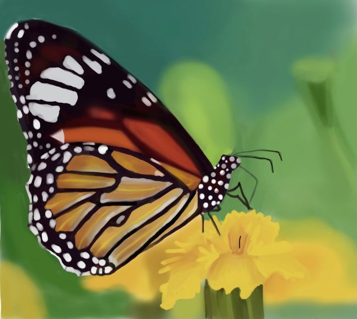 Monarch Butterfly - SterlingRose