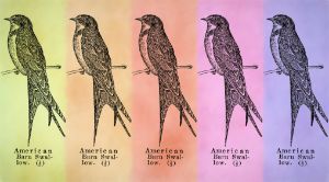 American Barn Swallow - Pop Art