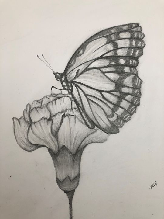 Rose and Butterfly Drawing complete by Correlation on DeviantArt