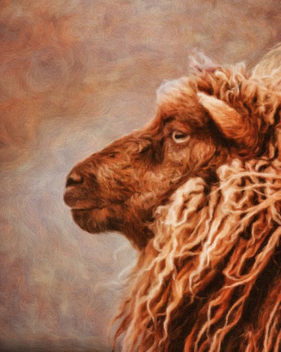 Icelandic Sheep - Susan Maxwell Schmidt  Art on the Edge - Digital Art,  Animals, Birds, & Fish, Farm Animals, Sheep - ArtPal