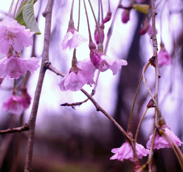 Weeping in the Rain - Susan Maxwell Schmidt  Art on the Edge - Photography,  Flowers, Plants, & Trees, Trees & Shrubs, Flowering Chinese Tree - ArtPal