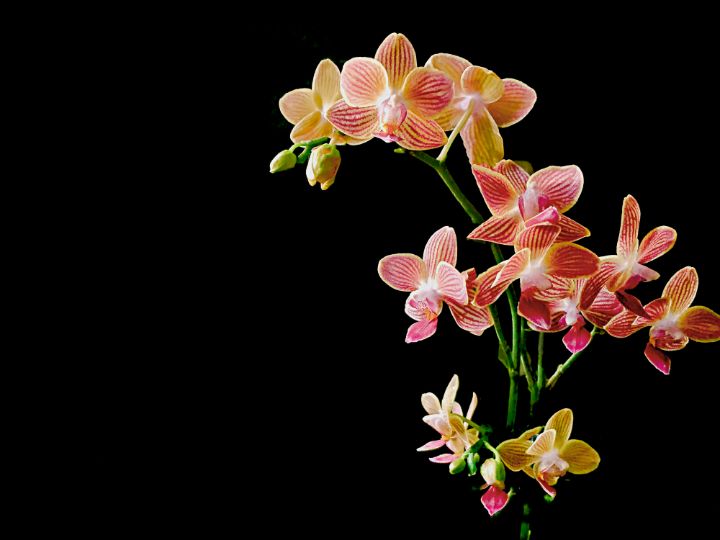 Coral Pink Moth Orchid - Susan Maxwell Schmidt | Art on the Edge