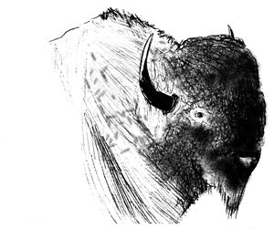 Bison bay