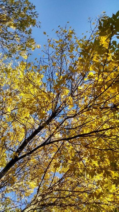 Yellow Things Tree Yellow - Where the Wild Things Grow - Photography, Flowers, Plants ...