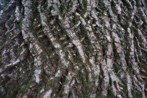 Untitled (Bark)
