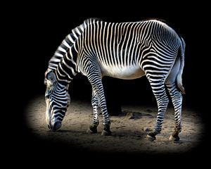 Magical Zebra Stripes - JB's Imaging Studio