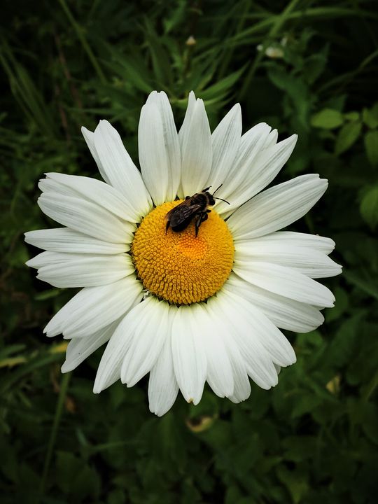 Bee the Flower - Gary W Klein