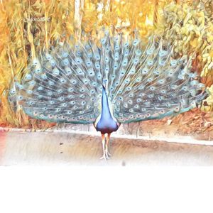 Catwalk Peacock