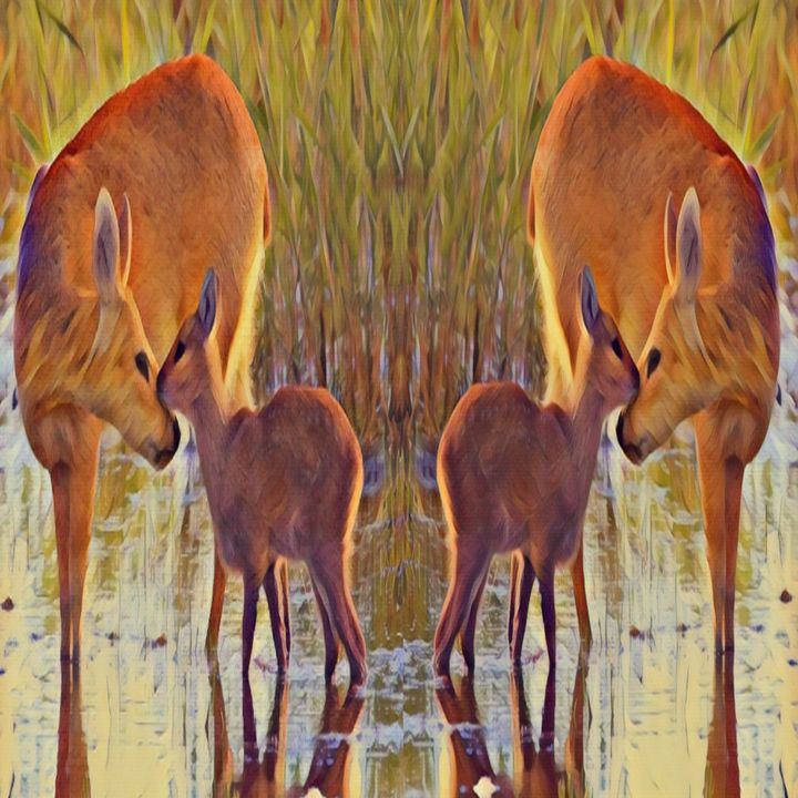 Shy Deer - SupaTalent