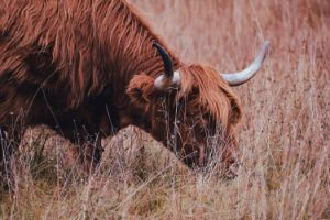 Highland Cow [Ginger] - Kay Guerrero