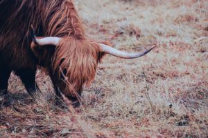 Highland Cattle [Abigail] - Kay Guerrero