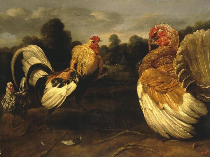 Chicken and Turkey fight - CJ