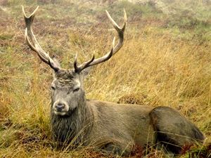 Resting Stag