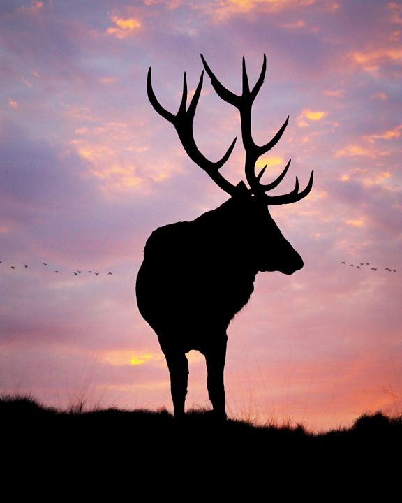 Stag And Sunset - Linsey Williams