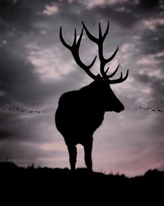 Stag And Sunset 2