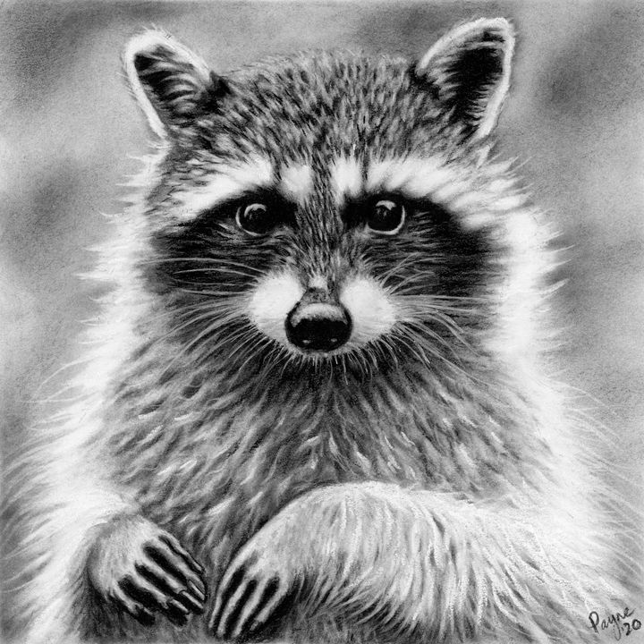 Raccoon charcoal drawing - Teresa Payne Art - Drawings