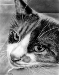 Caleb, charcoal drawing - Teresa Payne Art - Drawings & Illustration,  Animals, Birds, & Fish, Cats & Kittens, Other Cats & Kittens - ArtPal