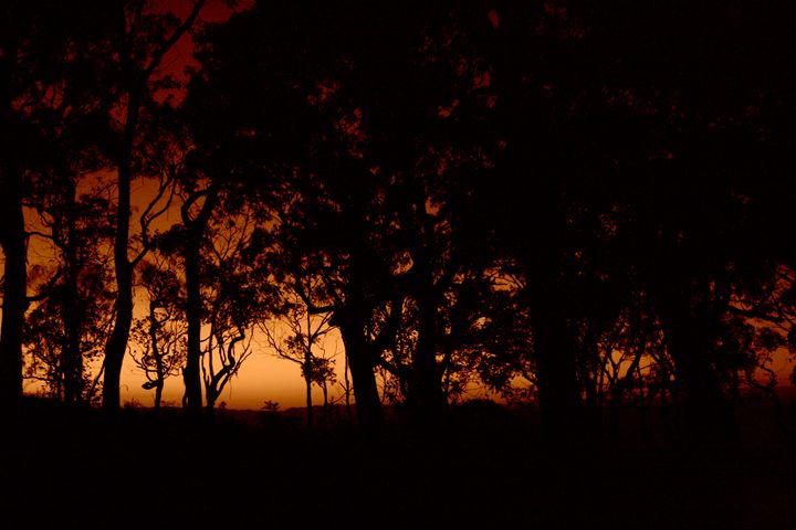 Sunset Daze - Treehead Collective