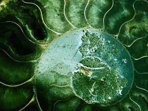 Ammonite 1