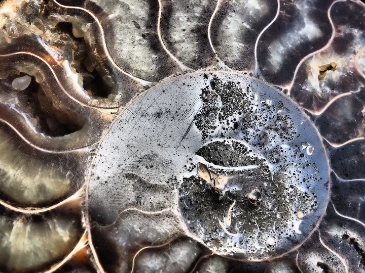 Ammonite 2 - Treehead Collective