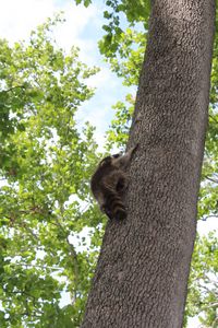 Baby Raccoon - Angelandspot
