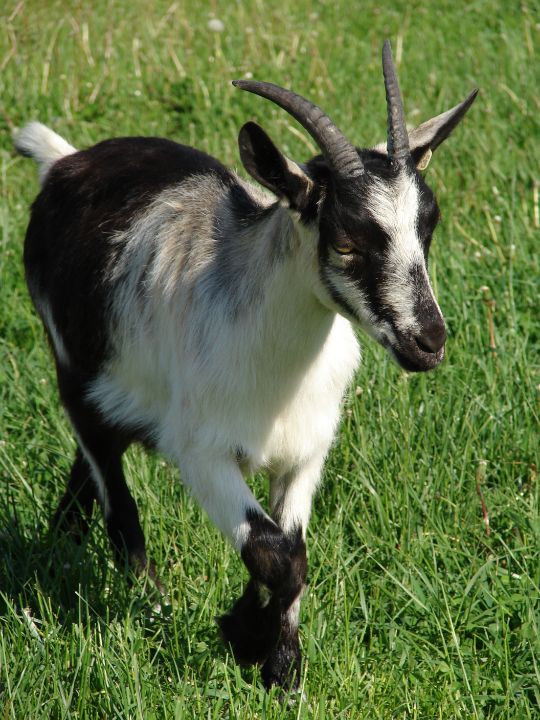 Dairy Goat Angelandspot Photography, Animals, Birds, & Fish, Farm