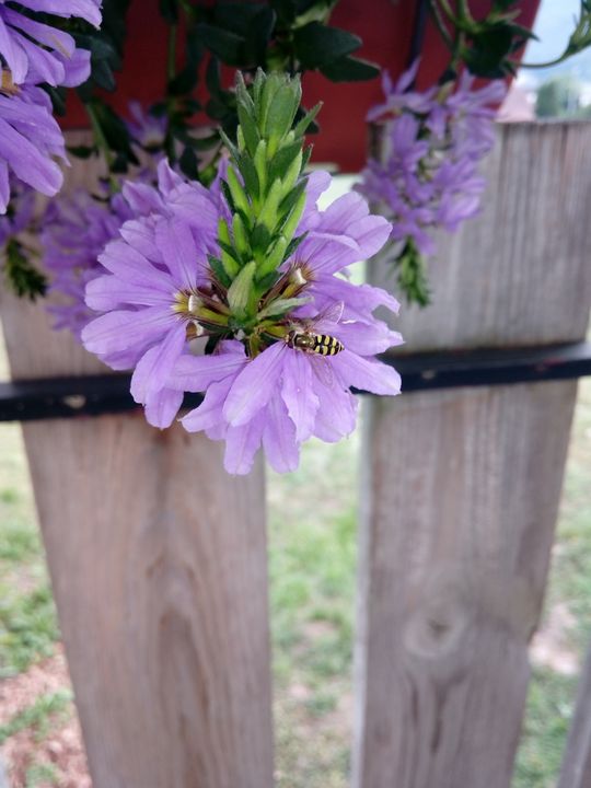 Eupeodes corollae on a flower - Animalia