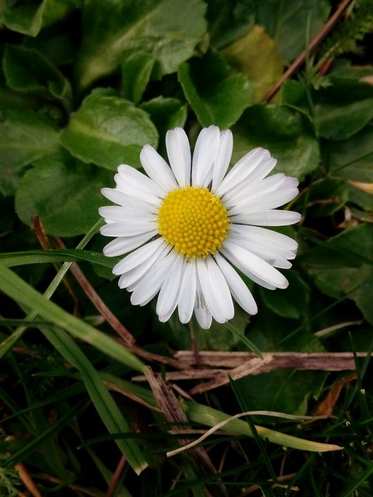 Daisy - Animalia
