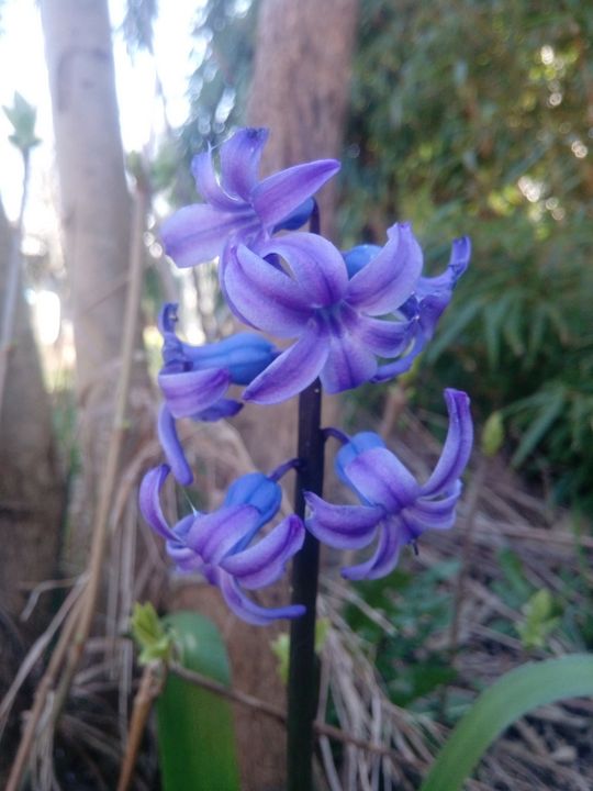 Hyacinth - Animalia