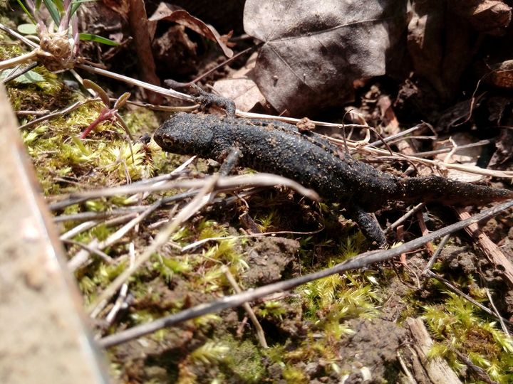 Alpine newt - Animalia