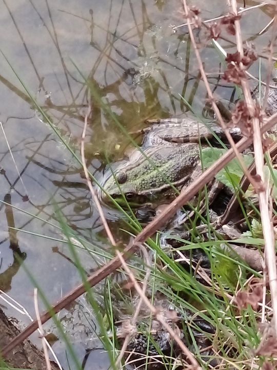 Edible Frog - Animalia