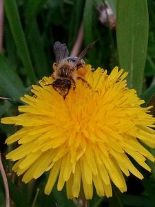 Bee on a dandelion