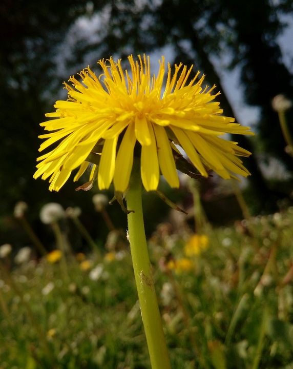 Dandelion - Animalia