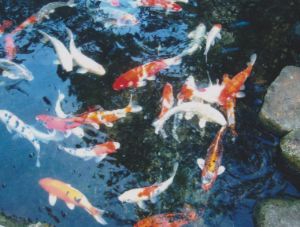 Koi Fish In Pond Photo Print