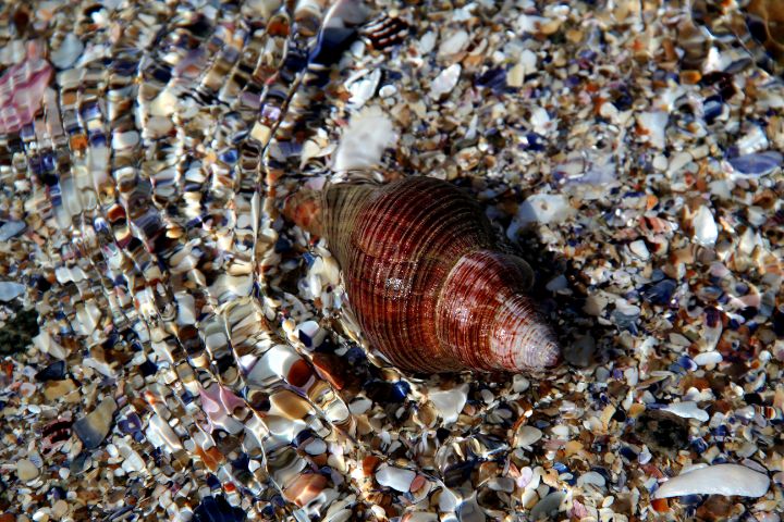 Colorful shell. - Elizabeth - Photography, Landscapes & Nature, Beach ...