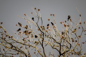 Starlings in the Midst of Winter