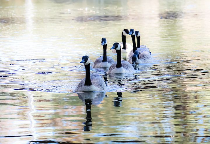 Flock of Geese at a River - Art by Pixeratti