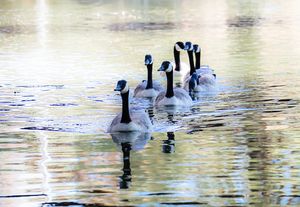 Flock of Geese at a River