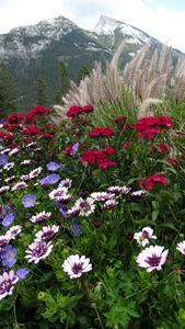 Wildflowers in Banff