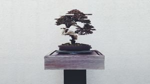 Digital Bonsai