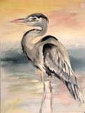 Gray Heron Watercolor