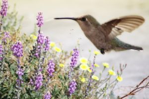 Hummingbird and Wildflowers Fine Art
