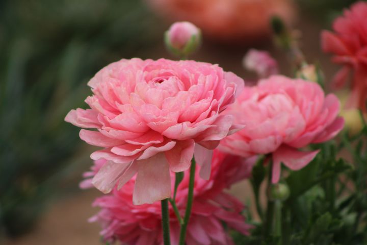 Peony Pink Ranunculus Closeup - ButterflyInTheAttic - Photography ...
