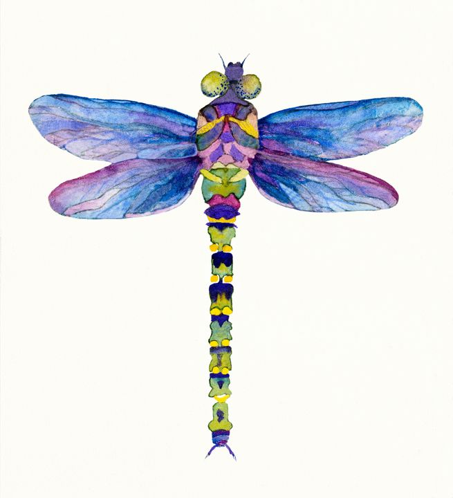 Dragonfly Illustration - Deborah League Fine Art
