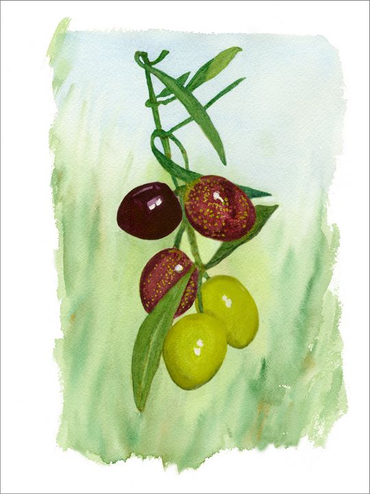 Mediterranean Olives On The Vine - Deborah League Fine Art