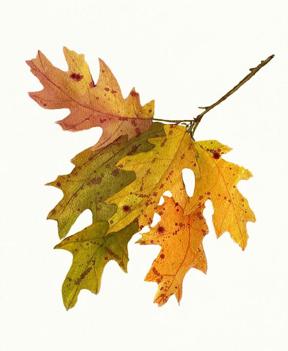 Autumn Oak Leaves Watecolor - Deborah League Fine Art