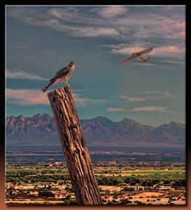 Falcon with spread wings - Anne Versteylen - Digital Art, Animals